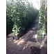 Mijnhedera Hedera schutting 120 x 200 cm Mijnhedera Hedera schutting 120 x 200 cm