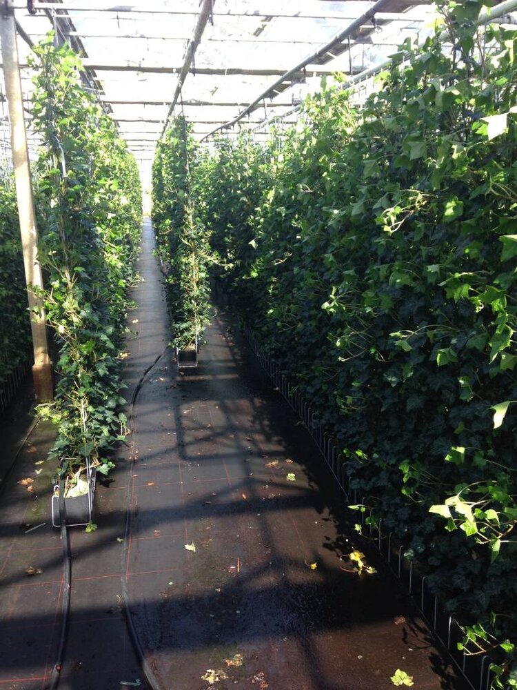 Mijnhedera Hedera schutting 120 x 200 cm Mijnhedera Hedera schutting 120 x 200 cm