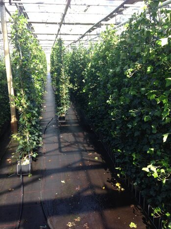 Mijnhedera Hedera schutting 120 x 200 cm Mijnhedera Hedera schutting 120 x 200 cm