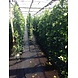 Mijnhedera Hedera schutting 120 x 200 cm Mijnhedera Hedera schutting 120 x 200 cm