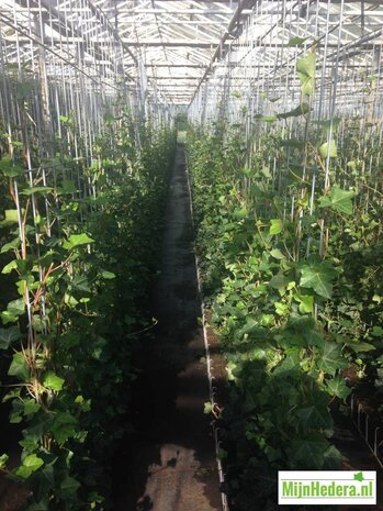 Mijnhedera Hedera schutting 120 x 200 cm Mijnhedera Hedera schutting 120 x 200 cm