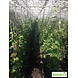 Mijnhedera Hedera schutting 120 x 200 cm Mijnhedera Hedera schutting 120 x 200 cm