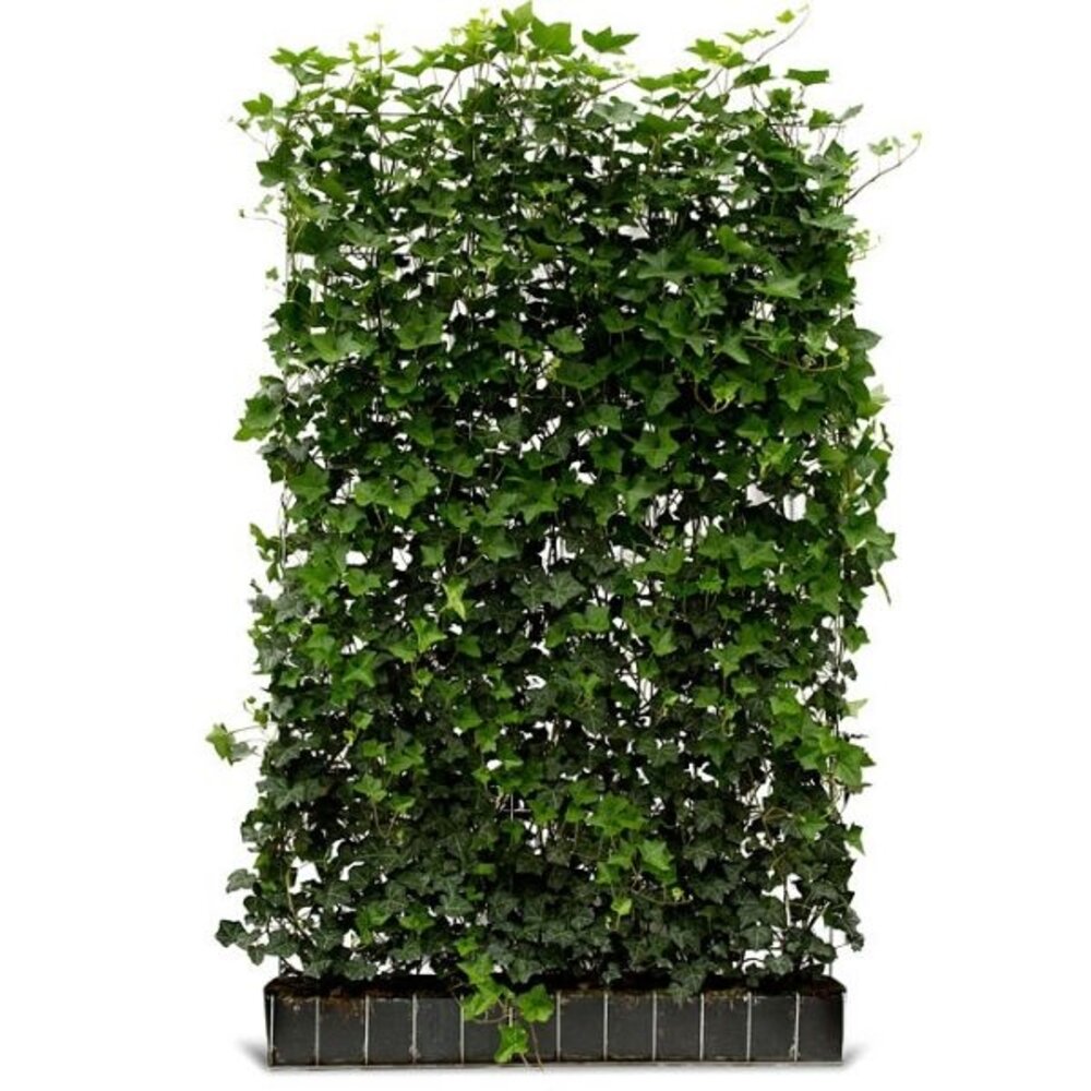 Mijnhedera Hedera schutting 120 x 200 cm Mijnhedera Hedera schutting 120 x 200 cm