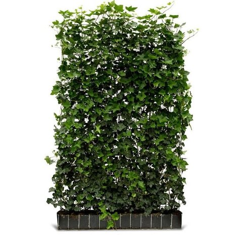 Mijnhedera Hedera schutting 120 x 200 cm Mijnhedera Hedera schutting 120 x 200 cm
