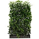 Mijnhedera Hedera schutting 120 x 200 cm Mijnhedera Hedera schutting 120 x 200 cm