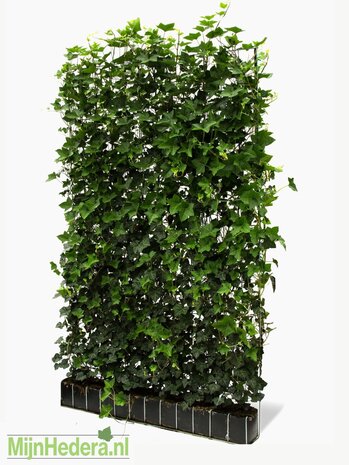 Mijnhedera Hedera schutting 120 x 200 cm Mijnhedera Hedera schutting 120 x 200 cm