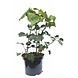 Struikklimop Hedera helix arborescens Struikklimop Hedera helix arborescens