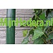 Groene paal passend bij 120/180 hedera haag Groene paal passend bij 120/180 hedera haag