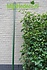 Kant en Klaar Haag paal groen 260cm Kant en Klaar Haag paal groen 260cm