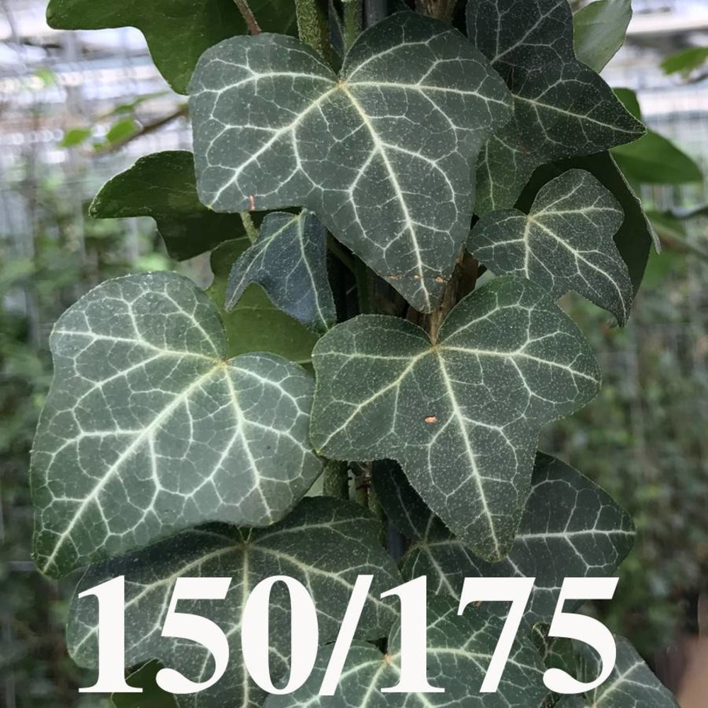 Kleinbladige Hedera Helix 150-175cm hoog