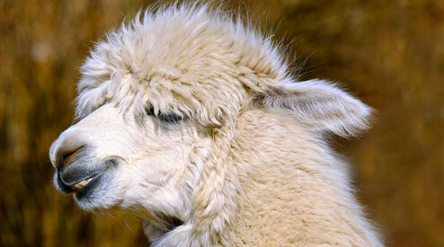 Musthave: plaid van alpacawol! 