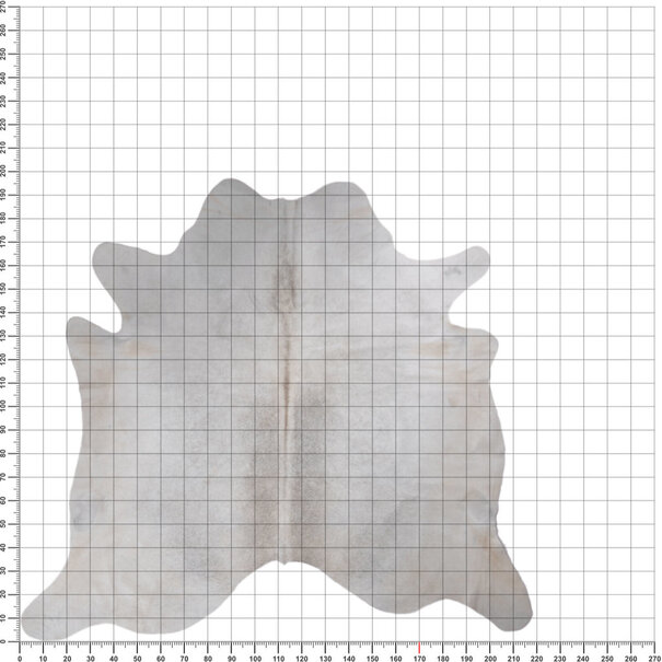 Van Buren sinds 1861 Uniek gefotografeerd grijs koeienhuid - VS-K32 - ca. 195 x 220 cm