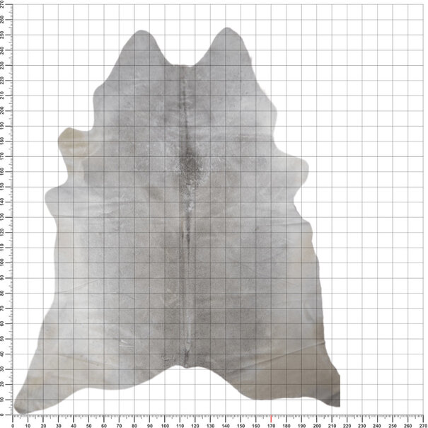 Van Buren sinds 1861 Uniek gefotografeerd grijs koeienhuid - VS-K17 - ca. 255 x 230 cm