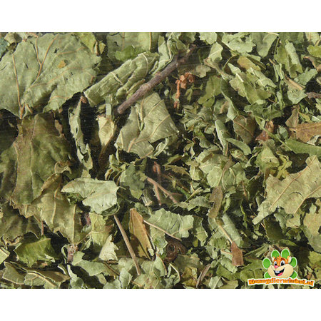 Feuilles de noisetier pour rongeurs et lapins !