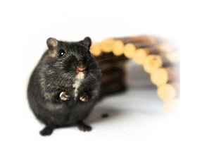 Maisons pour gerbilles