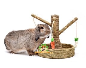 Conejos jugando y buscando comida