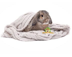 Poduszki i kosze dla królików