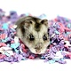 Chipsi Carefresh Confetti Papierbodembedekking voor Knaagdieren en Konijnen