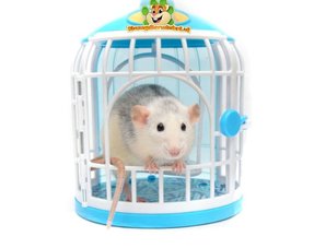 Des rats jouent et cherchent de la nourriture