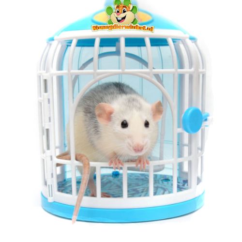 Bijzettafeltje goud Andes Ratten Speeltjes en Speelgoed in de Ratten Webshop! | DRD Knaagdierwinkel®