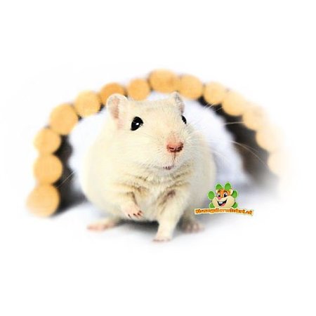 Trixie Pont en osier de 22 cm pour souris, hamster nain et gerbille