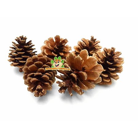 Pine cone 6 pieces for Rodents & Rabbits!