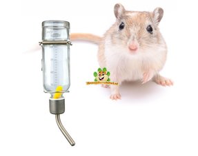 Butelki i miski na wodę dla myszoskoczków