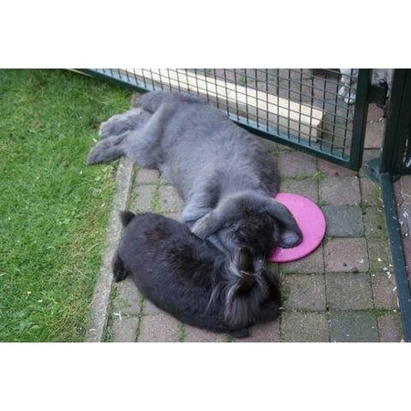 Scratch and Newton Icepod pour lapins et rongeurs