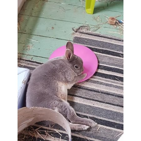 Scratch and Newton Icepod Cooling Disc for Rabbits and Rodents 21 cm