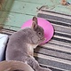 Scratch and Newton Icepod Cooling Disc for Rabbits and Rodents 21 cm