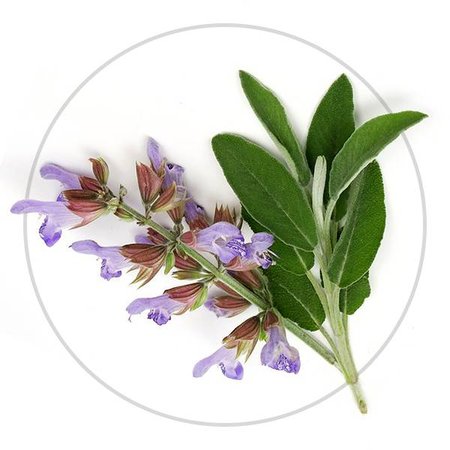 Pet Remedy Uspokajający spray 15 ml dla gryzoni i królików!