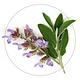 Pet Remedy Spray calmante Pet Remedy de 15 ml para roedores y conejos.
