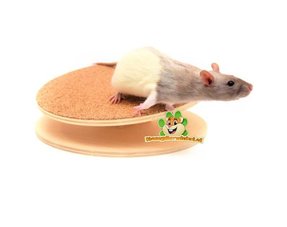 Ruedas de carreras de ratas