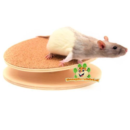 Hausratte – intelligenter, aktiver Mitbewohner, der gerne beschäftigt ist