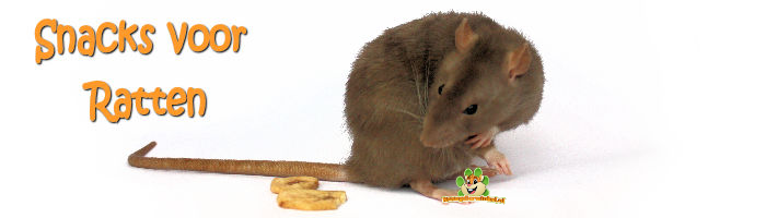 Rattensnacks für Ratten