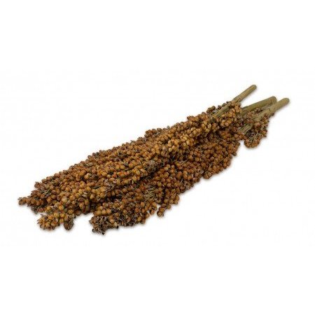 JR Farm Dari Kolf Harvest