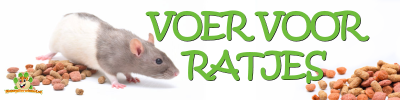 rat food and natural rat food for rats