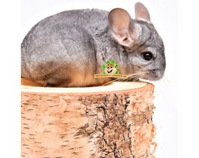 Accessoires pour cages à chinchillas