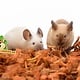 The Natural Pet Brand Coco y coco Virutas de coco Cubierta vegetal