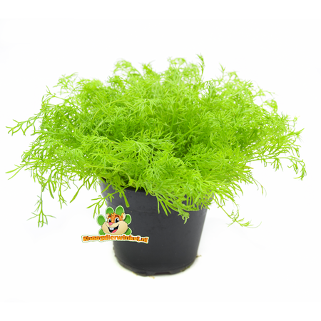 Knaagdier Kruidenier Planta de manzanilla orgánica fresca