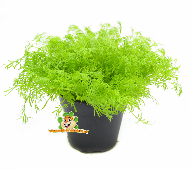 Frische Bio-Kamille Pflanze