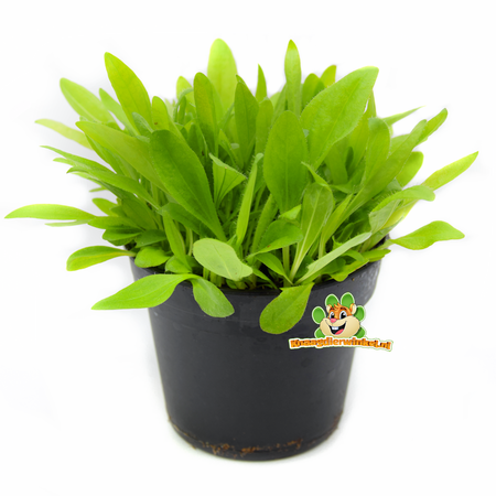 Knaagdier Kruidenier Plantain frais bio