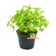 Knaagdier Kruidenier Fresh BIO Melissa Plant