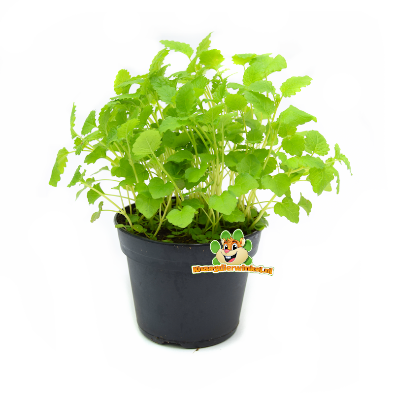 Fresh BIO Melisse Plant