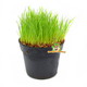 Knaagdier Kruidenier Fresh BIO Cat Grass Plant Fine