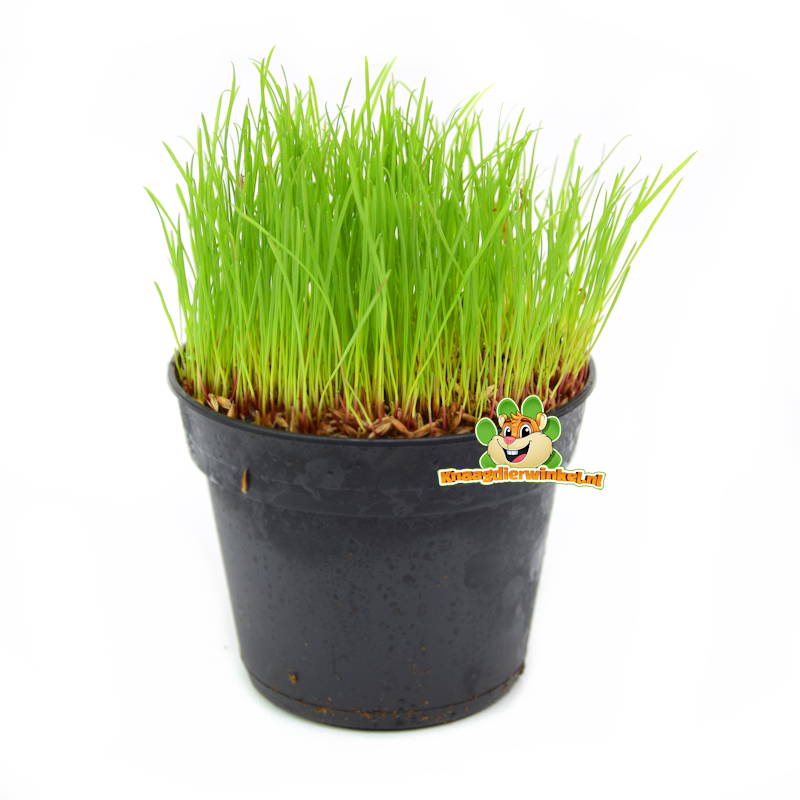 Frische organische Katzengras-Anlage fein