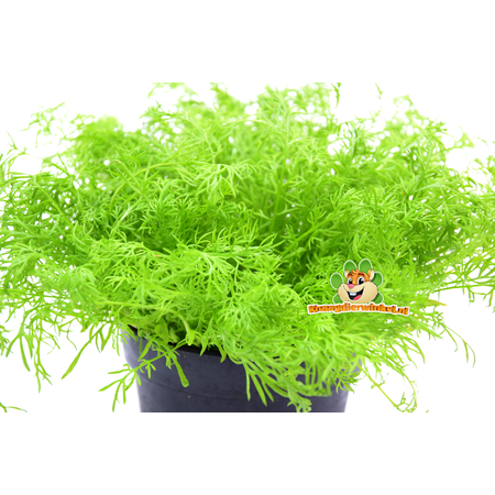 Knaagdier Kruidenier Planta de manzanilla orgánica fresca