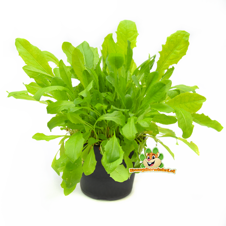 Knaagdier Kruidenier Planta de diente de león orgánica fresca