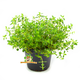 Knaagdier Kruidenier Fresh BIO Thyme Plant