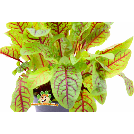 Knaagdier Kruidenier Plante d'oseille sanguine bio fraîche